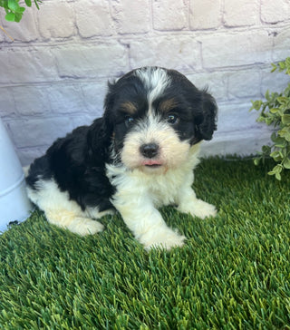 Penny (Munchkin)