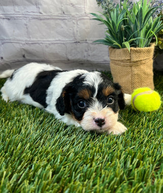 Hank